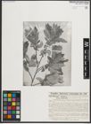 Foto von Salix medemii Boiss. x Salix purpurea L.